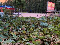 -新荷花世界
