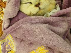 -宠爱国际动物医院· 猫科· 外科·中兽医(长白店)