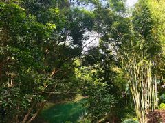 -广州市流溪河国家森林公园
