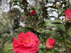 -中国科学院华南植物园