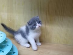 -猫宠乐园·专业洗护