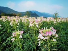 -径山花海