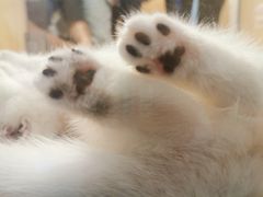-屋虎猫馆(宝安大仟里店)