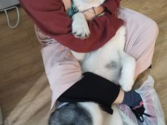 海参-Husky Go! 哈士奇体验馆·宠物咖啡厅狗咖