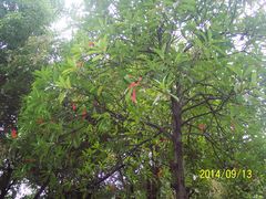 -昆山城市生态森林公园