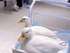 -怪兽屋·羊驼·猫咖·狗咖(俊华广场店)