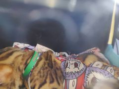 -心语宠物医院·急重症转诊中心·瑞辰华诺(南青路店)