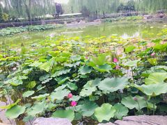 -黄村公园