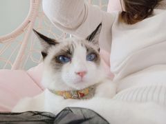 -绒爪撸猫下午茶·猫咖