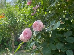 -小仙居·农家宴烤羊· 农庄