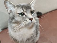 -MOCHA明星猫咖(田子坊店)