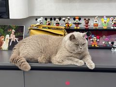 -翊宠yipet猫狗购宠庄园犬舍•猫舍