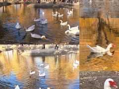 -金塔沙漠胡杨林景区