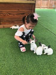 -萌宠亲子动物乐园(槐房万达店)