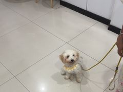 -思琪宠物医院(昆山花桥店)