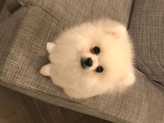 -PETKIT小佩宠物(昭化店)