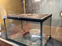 -上海大自然野生昆虫馆(东方明珠·爬宠昆虫探索中心)