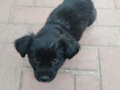 -妙味当棋子烧饼(凤凰世嘉店)