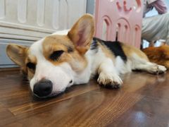 -柯斗斗主题餐厅·狗咖·围炉煮茶·茶饮(国瑞升平里店)