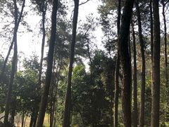 -铁山坪森林公园