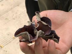 -南宁良凤江国家森林公园