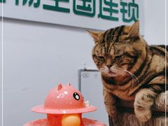 -瑞派雷欧宠物医院·中兽医·眼科·急重症转诊中心(黄台店)
