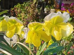 -溪岸路花鸟市场