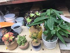 -秦美花卉(天朗·莱茵小城2期店)