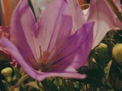 -谷莠子花艺·气球派对·绿植造景·花艺沙龙(金光华广场店)