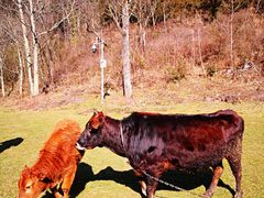 -武陵山森林公园