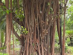 -云溪植物园