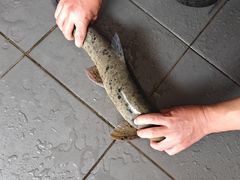 -蜀香川菜鱼庄(然乌店)
