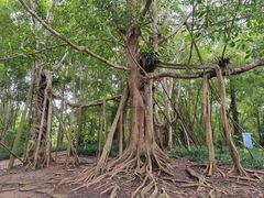 -中国科学院西双版纳热带植物园