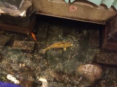 -淀里船宴(卓达店)