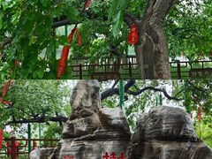 -御林古桑园
