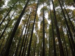 -山王坪喀斯特国家生态公园