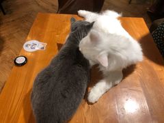 -猫小院猫主题餐厅(三里屯店)