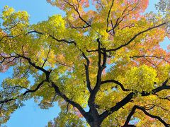 -上海市嘉定区中医医院