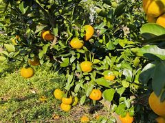 -前小桔亲子创意农场·草莓采摘·露营烧烤