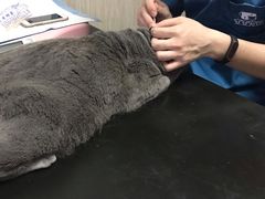-安安宠医宠物医院·异宠·犬猫内科(岳阳分院)