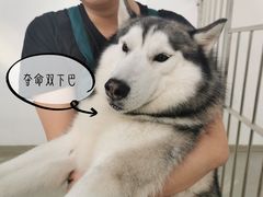 -星多哈·狗咖·拼豆·咖啡