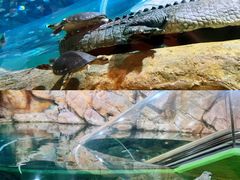 -上海海洋水族馆