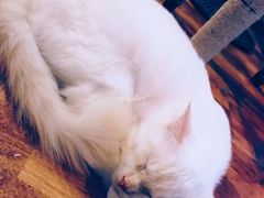 -猫小院猫主题咖啡厅(北锣店)