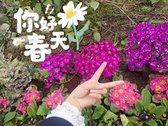 -空港花田景区