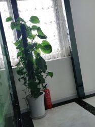 -苗医生草本科技祛痘