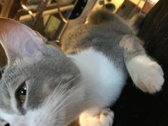 -more than meow吴止猫主题餐厅(承德 中船汇店)