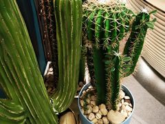 植物-浩海火燒雲傣家菜(静安芮欧店)