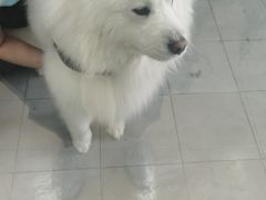 -宠福鑫康馨动物医院·骨科·眼科