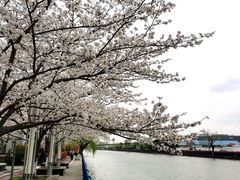 -高东镇樱花园