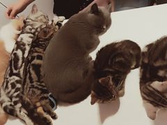 -三花喵·撸猫购宠·宠物生活馆(虹桥南丰城店)